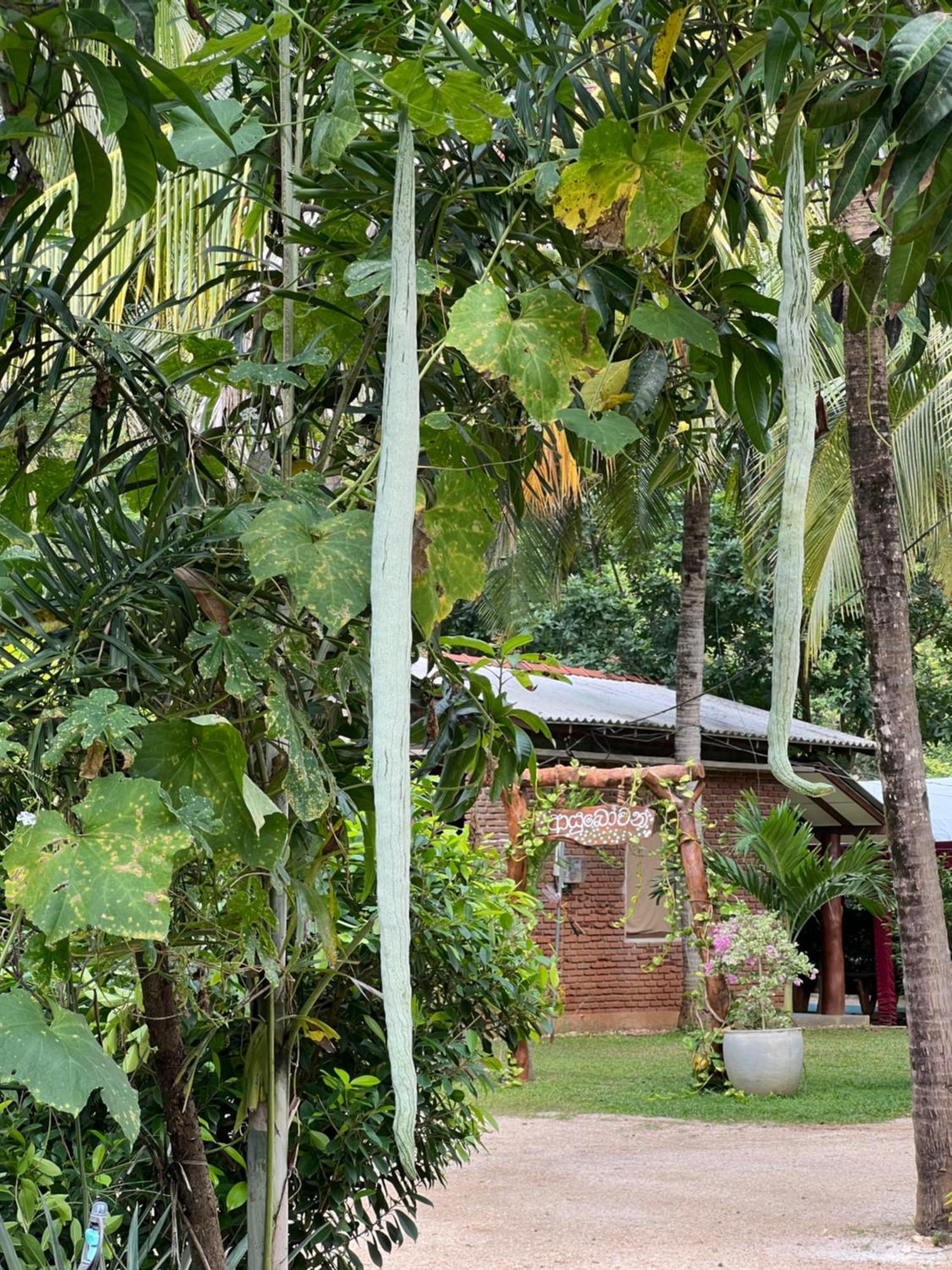 Sayon River Cottage&Eco Garden Monaragala Esterno foto